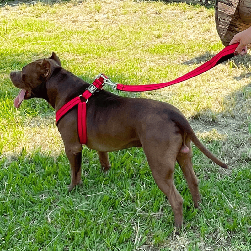 Coleira Peitoral Americano para cachorro super resistente confortável regulável