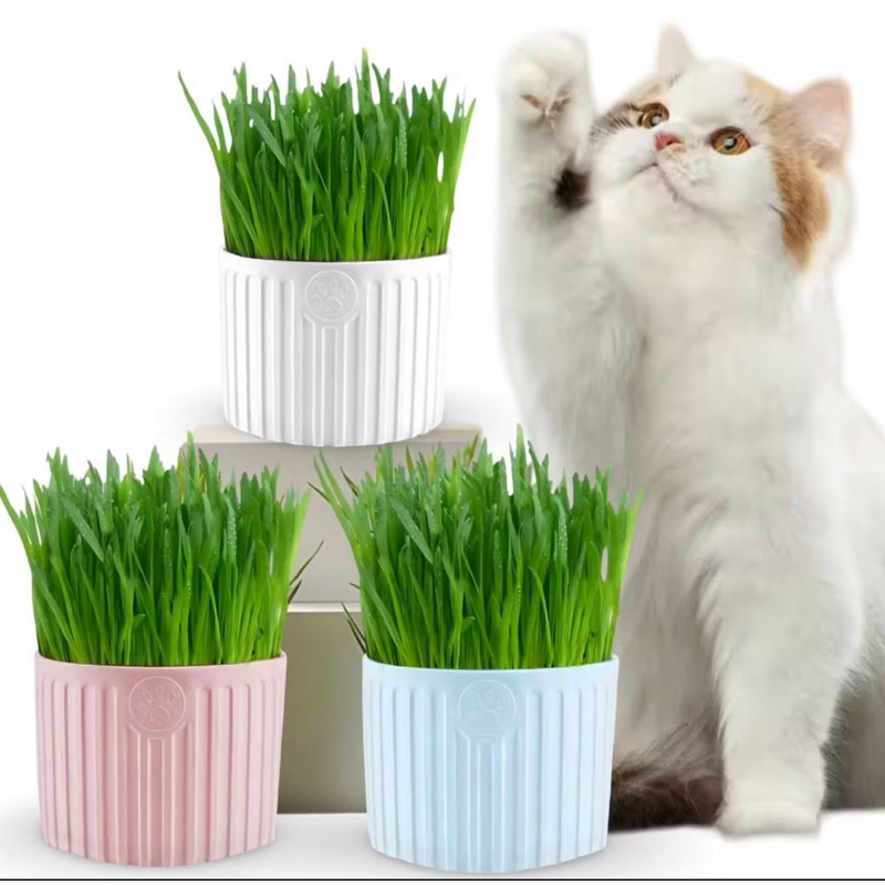 Grama Para Gatos Para Digestão Com Bandeja e Graminha